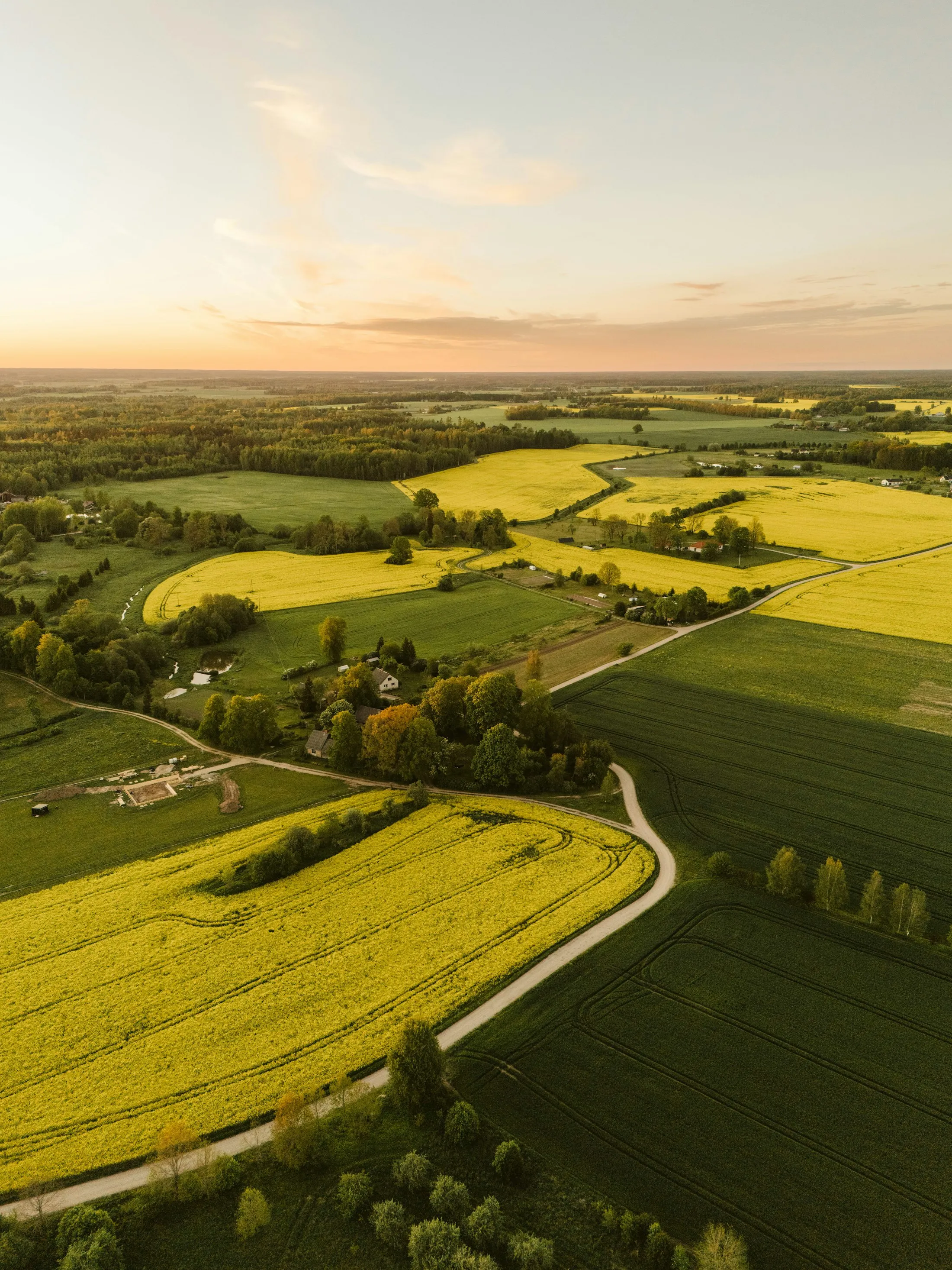 Aerial view of green and gold New Zealand farmland at golden hour, patchwork fields divided by winding country roads.