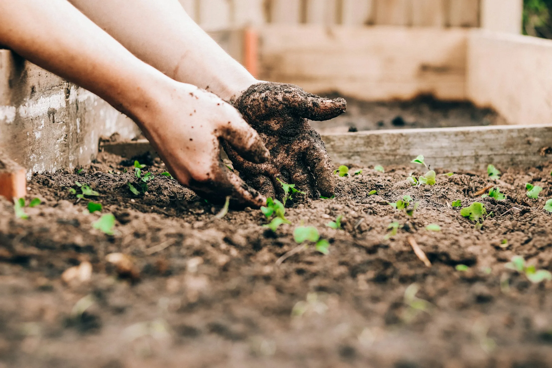 A pair of hands pressing seedlings into dark, freshly turned soil, young shoots emerging around them.