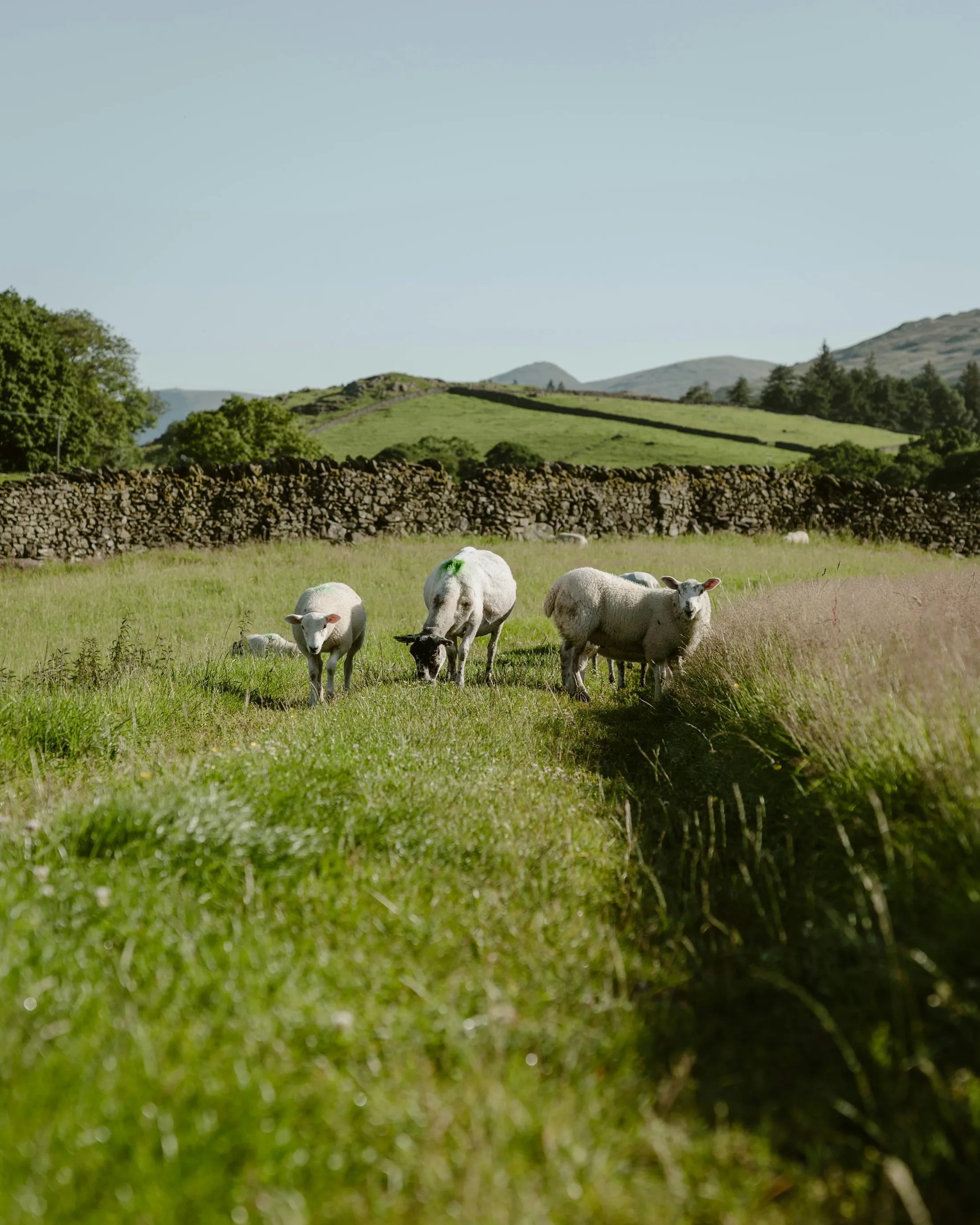 Sheep grazing on lush green rolling New Zealand hill country in warm afternoon light, bordered by a dry-stone wall.